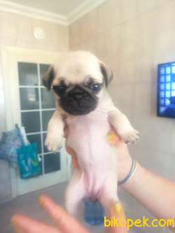 PUG YAVRULAR 1