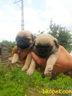 PUG YAVRULAR 2