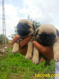 PUG YAVRULAR 1