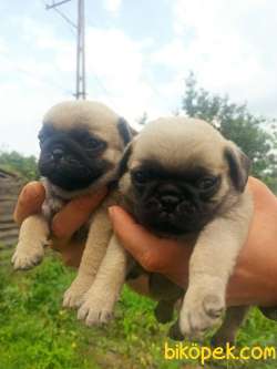 PUG YAVRULAR 2