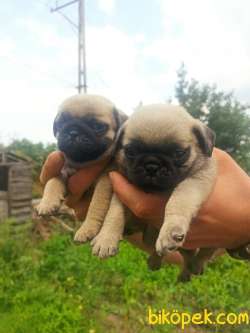 PUG YAVRULAR 3