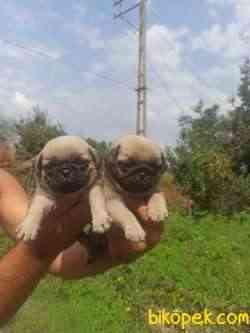 PUG YAVRULAR 1