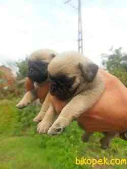 PUG YAVRULAR 2