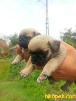 PUG YAVRULAR 4