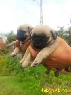 PUG YAVRULAR 3