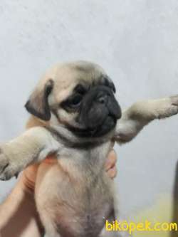 PUG YAVRULAR 4
