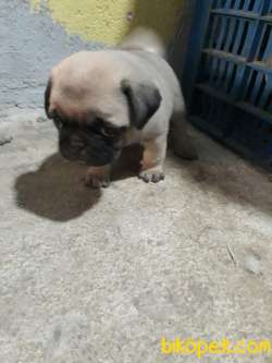 PUG YAVRULAR 2