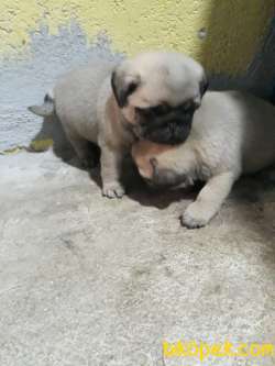 PUG YAVRULAR 3