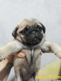 PUG YAVRULAR 1