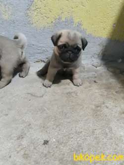 PUG YAVRULAR 3