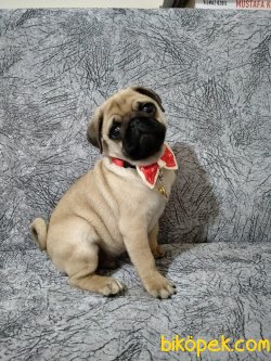 PUG YAVRULARIM EV ORTAMINDAN 1
