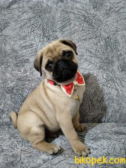PUG YAVRULARIM EV ORTAMINDAN 3