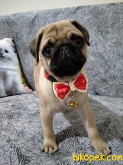 PUG YAVRULARIM EV ORTAMINDAN 2