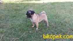 PUG YAVRULARIM EV ORTAMINDAN 2