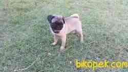 PUG YAVRULARIM EV ORTAMINDAN 3