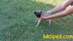 PUG YAVRULARIM EV ORTAMINDAN 1