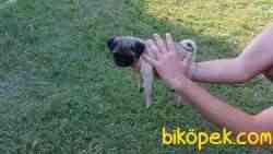 PUG YAVRULARIM EV ORTAMINDAN 4