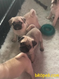 PUG YAVRULARIMIZ 4