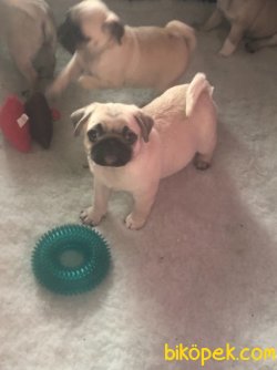 PUG YAVRULARIMIZ 5