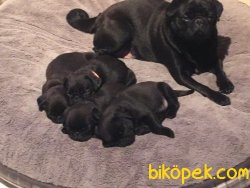 PUG YAVRULARIMIZ 3