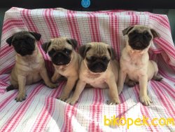 PUG YAVRULARIMIZ 2