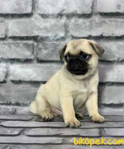 PUG YAVRULARIMIZ SEVGİ DOLU YUVALARINI ARIYOR 2
