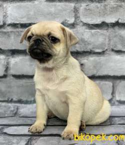 Pug Yavrularımız Sevgi̇ Dolu Yuvalarını Arıyor 2