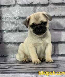 Pug Yavrularımız Sevgi̇ Dolu Yuvalarını Arıyor 4