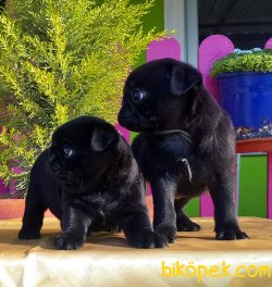 PUG YAVRUSU ÜRETİM ÇİFTLİĞİNDEN 2