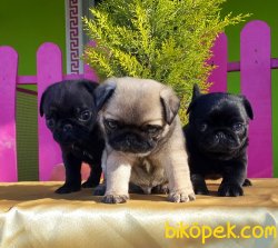 PUG YAVRUSU ÜRETİM ÇİFTLİĞİNDEN 1