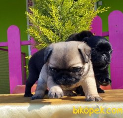 PUG YAVRUSU ÜRETİM ÇİFTLİĞİNDEN 3