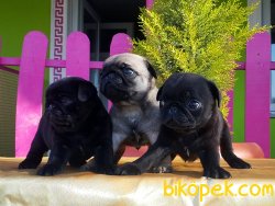 PUG YAVRUSU ÜRETİM ÇİFTLİĞİNDEN 4