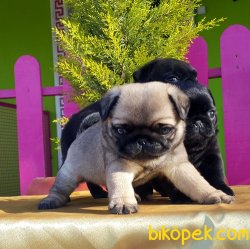 PUG YAVRUSU ÜRETİM ÇİFTLİĞİNDEN 5