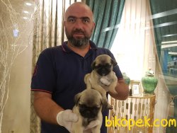 PUG YAVRUSU 2