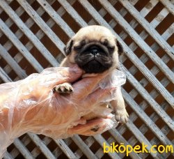 PUG YAVRUSU 5