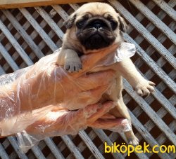 PUG YAVRUSU 4