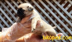 PUG YAVRUSU 1