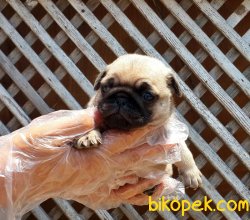 PUG YAVRUSU 2