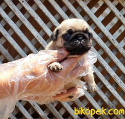 PUG YAVRUSU 3
