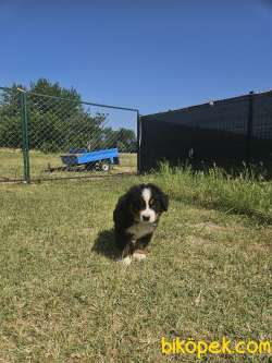 Puppy Bernese Mountain Dog