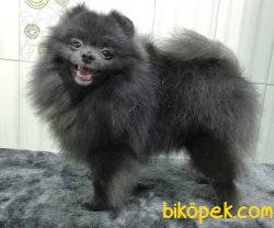 Puppy Pomeranian Boo 5