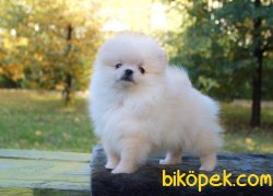 Puppy Pomeranian Boo 2