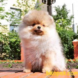 Puppy Pomeranian Boo 1