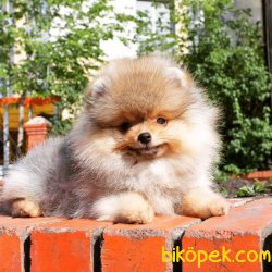 Puppy Pomeranian Boo 4