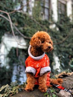 Puppy Star Toy Poodle 2