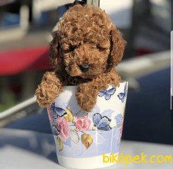 Red -Apricot-Silver Renklerde Toy Poodle Yavrular 3