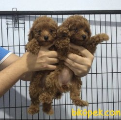 Red -Apricot-Silver Renklerde Toy Poodle Yavrular 2
