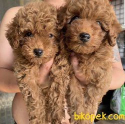 Red -Apricot-Silver Renklerde Toy Poodle Yavrular 1