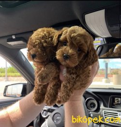 Red -Apricot Toy Poodle Yavrular 2