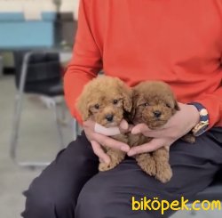 Red -Apricot Toy Poodle Yavrular 1